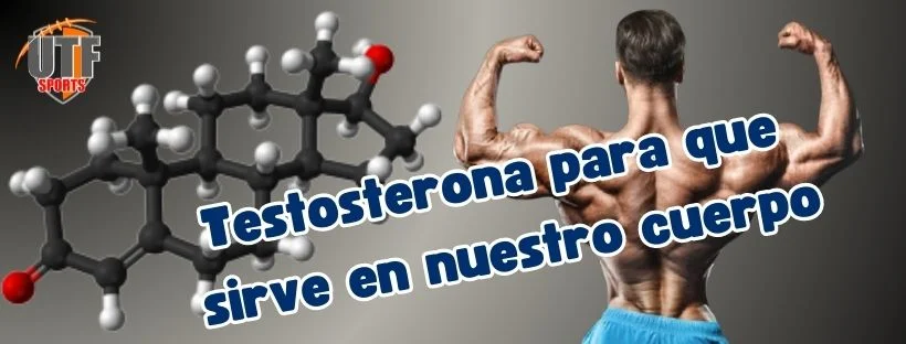 Testosterona para el cuerpo humano utf sports